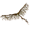 Root Wing